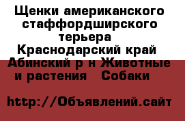 Щенки американского стаффордширского терьера - Краснодарский край, Абинский р-н Животные и растения » Собаки   